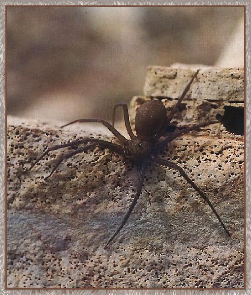 Brown-recluse Spider 01.jpg