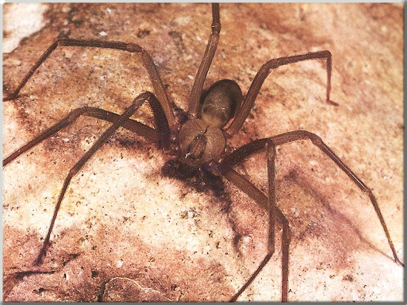Brown-recluse Spider 02-Closeup.JPG
