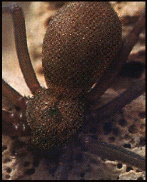 Brown-recluse Spider-1.jpg