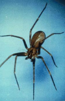 Brown Recluse Spider-Closeup.jpg
