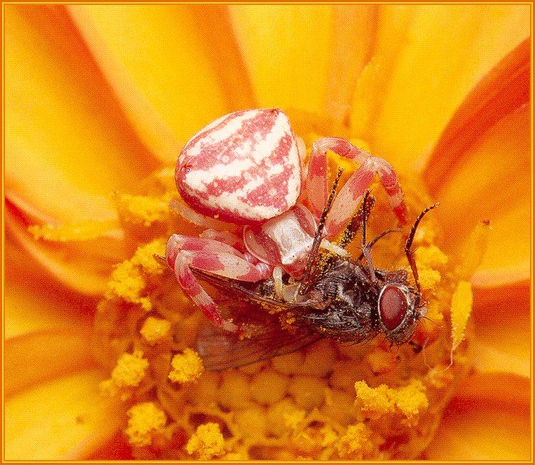 HW - Crab Spider and Fly jt.jpg