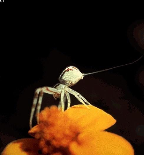 NGS-Crab Spiderling-About to Ballooning.jpg
