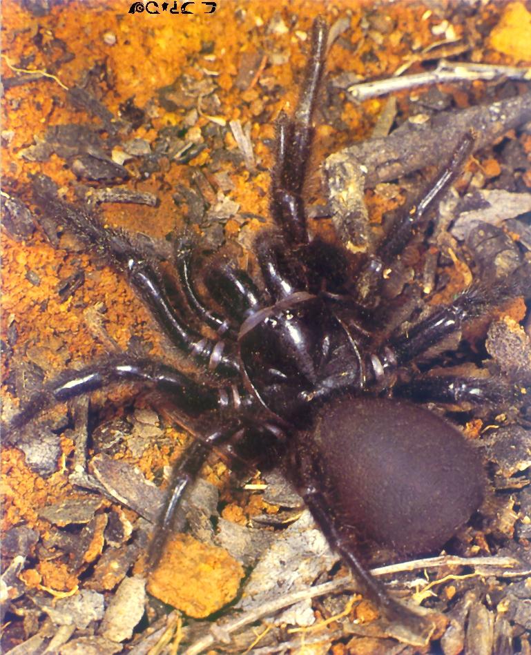 Sydney Funnel-Web Spider-closeup on ground.jpg