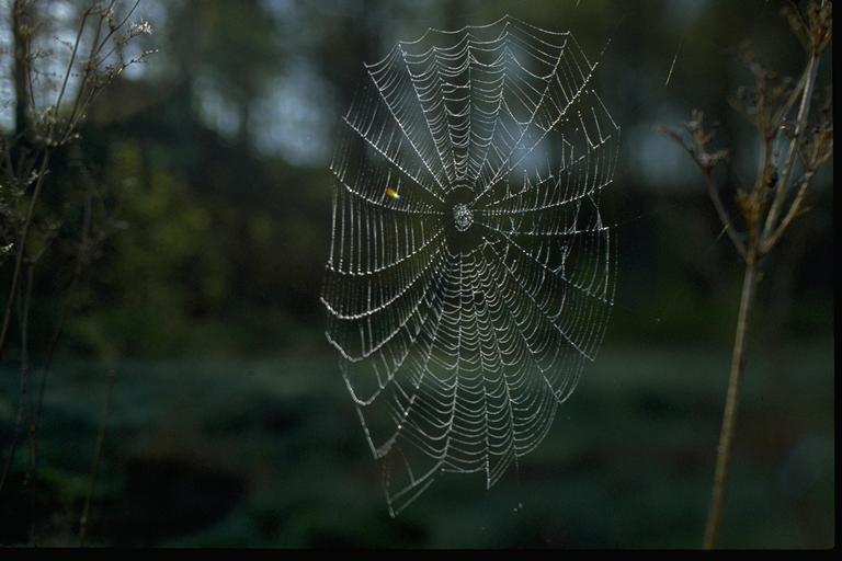 spider01-Web-Maybe golden orb s.jpg
