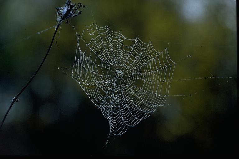 spider02-Web.jpg