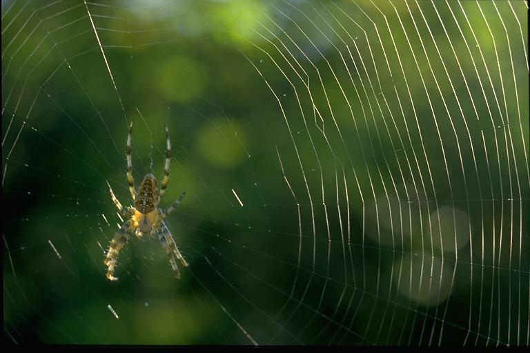 spider03-Golden orb spider-on web.jpg