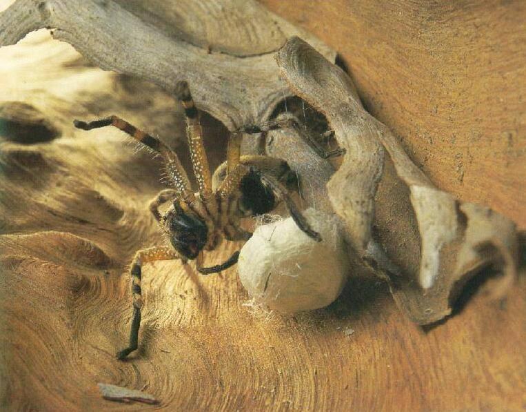 Huntsman Spider-storing the prey.jpg