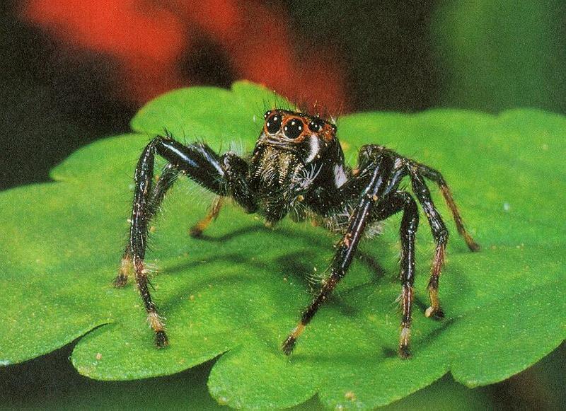 Tiny Beasty-Jumping Spider.jpg