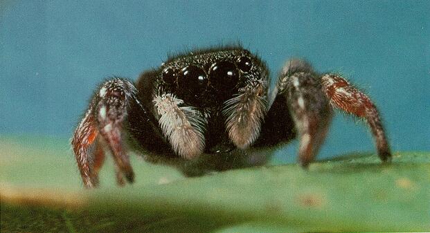 Tiny Beasty-Jumping Spider 02-Closeup.jpg
