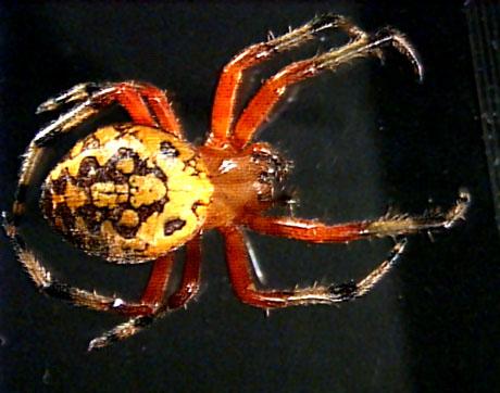 spider3b-Marbled Red Spider-female.jpg