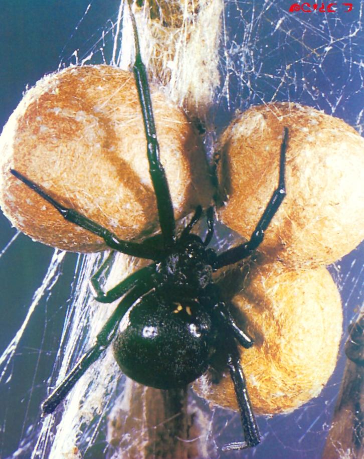 Red-Backed Spider-from Australia-making egg pouches.jpg