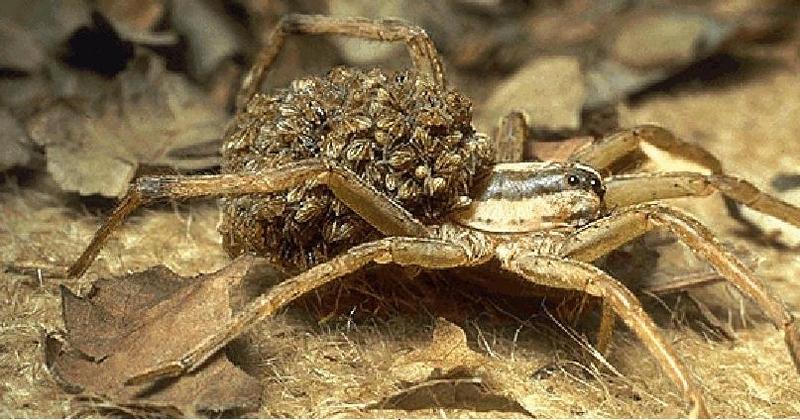 NGS-Wolf Spider-Mom Carrying Babies On Back.jpg
