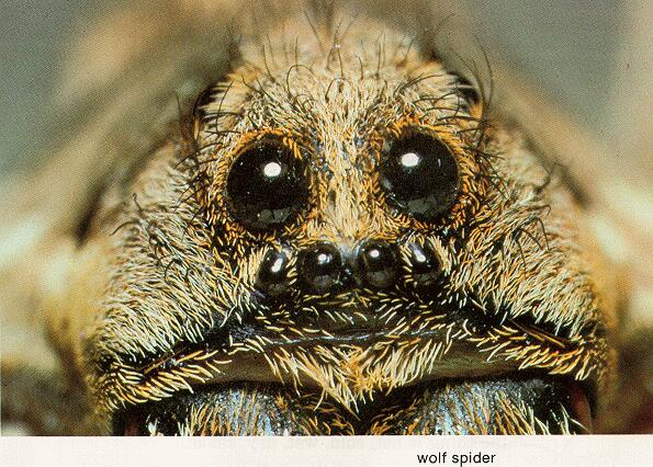 Tiny Beasty-Wolf Spider 03-Face Closeup.jpg