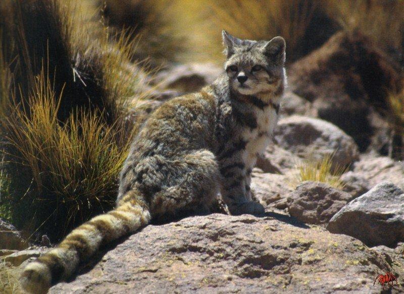 Andean mountain cat (oreailurus jacobita).jpg