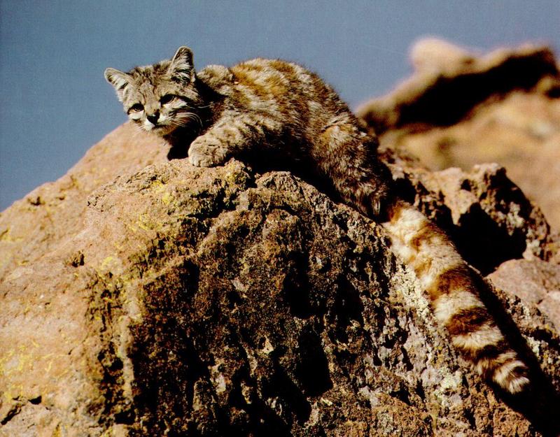 Andes Andean cat-looks down on rock.jpg