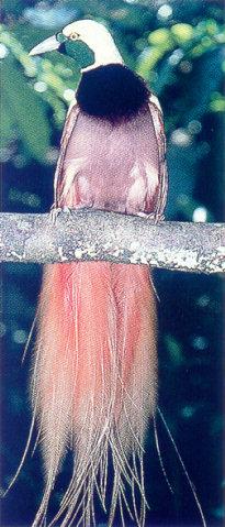 lj Raggiana Bird Of Paradise-New Guinea.jpg