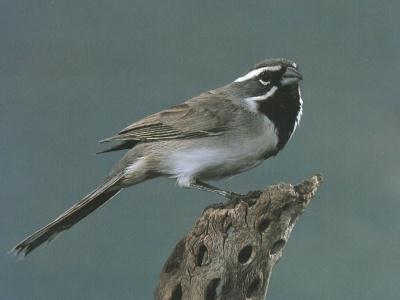 BTSPAR01-Black-throated Sparrow-perching on log.jpg