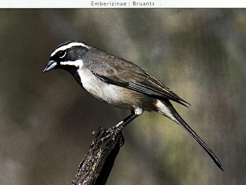 Ds-Oiseau 140-Black-throated Sparrow-perching on branch tip.jpg