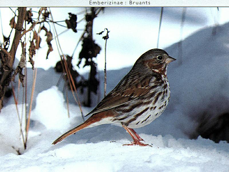 Ds-Oiseau 053-Fox Sparrow-standing on snow.jpg
