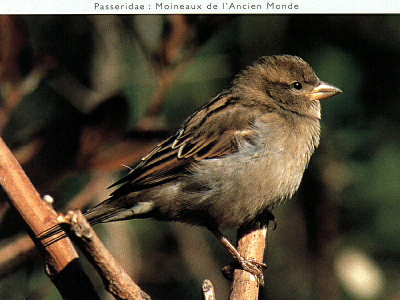 Ds-Oiseau 021-European House Sparrow-closeup on branch.jpg