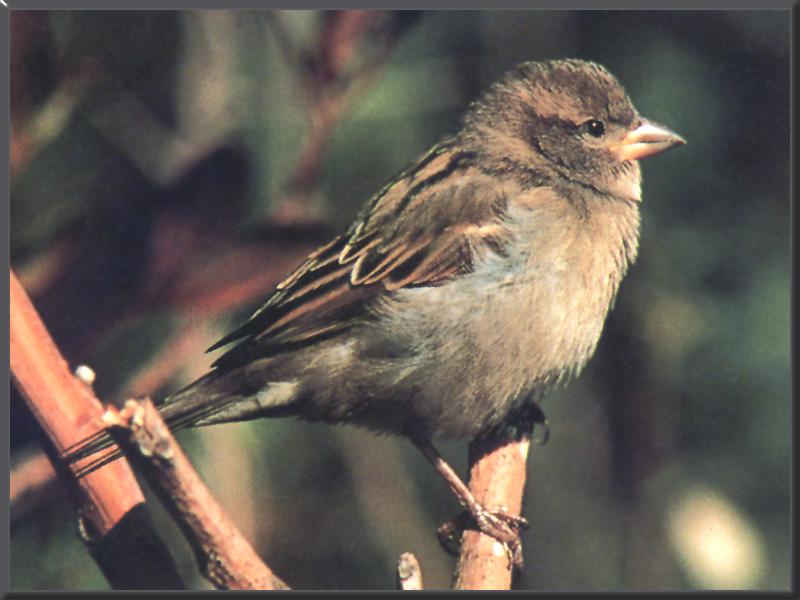 House Sparrow Female 01.jpg