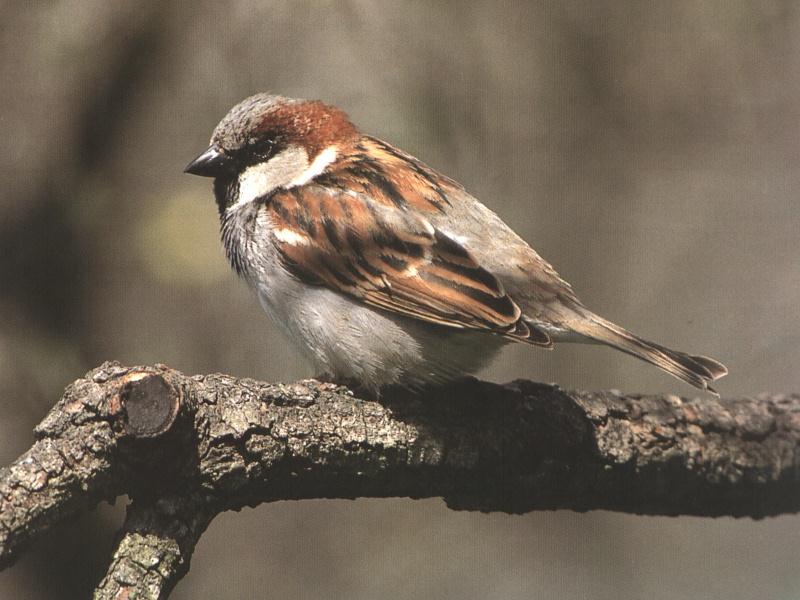 House Sparrow 01-Perching on tree limb-Closeup.jpg