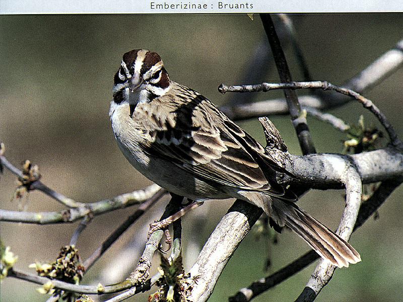 Ds-Oiseau 074-Lark Sparrow-sitting on tree.jpg