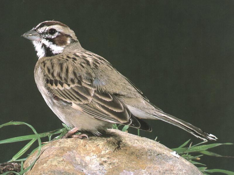 LRKSPAR0-Lark Sparrow-perching on pebble.jpg