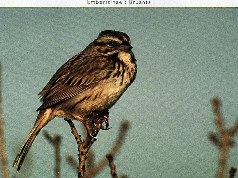 Ds-Oiseau 017-Song Sparrow-juvenile on branch tip.jpg