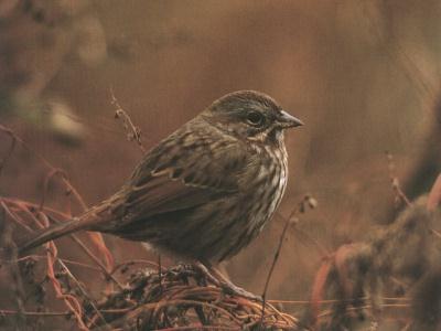 Song Sparrow 1-Perching on bush top.jpg