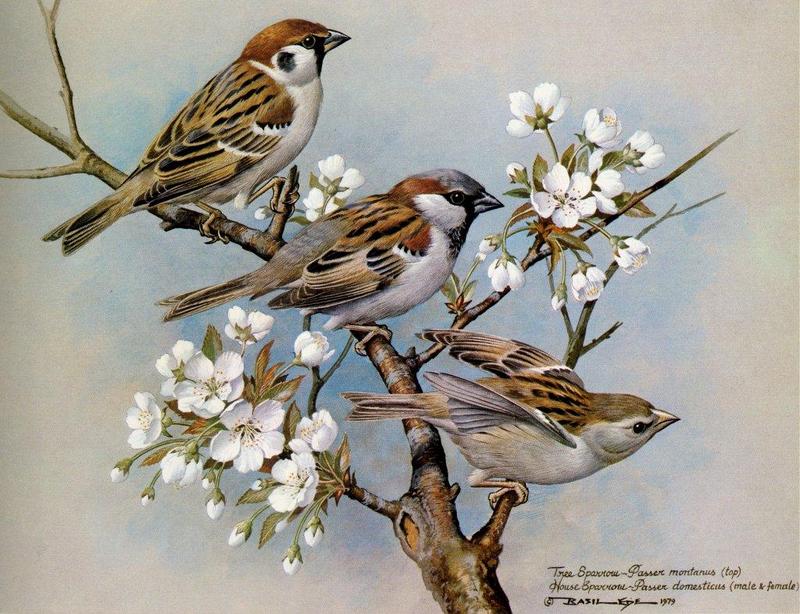 Basil Ede British Birds-Tree Sparrow and House Sparrow NC.jpg