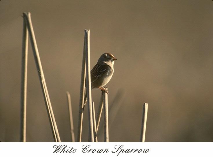 84wcrwn-White-crowned sparrow-perching on weed.jpg