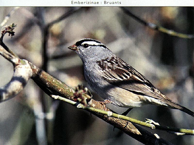 Ds-Oiseau 054-White-crowned Sparrow-perching on branch.jpg