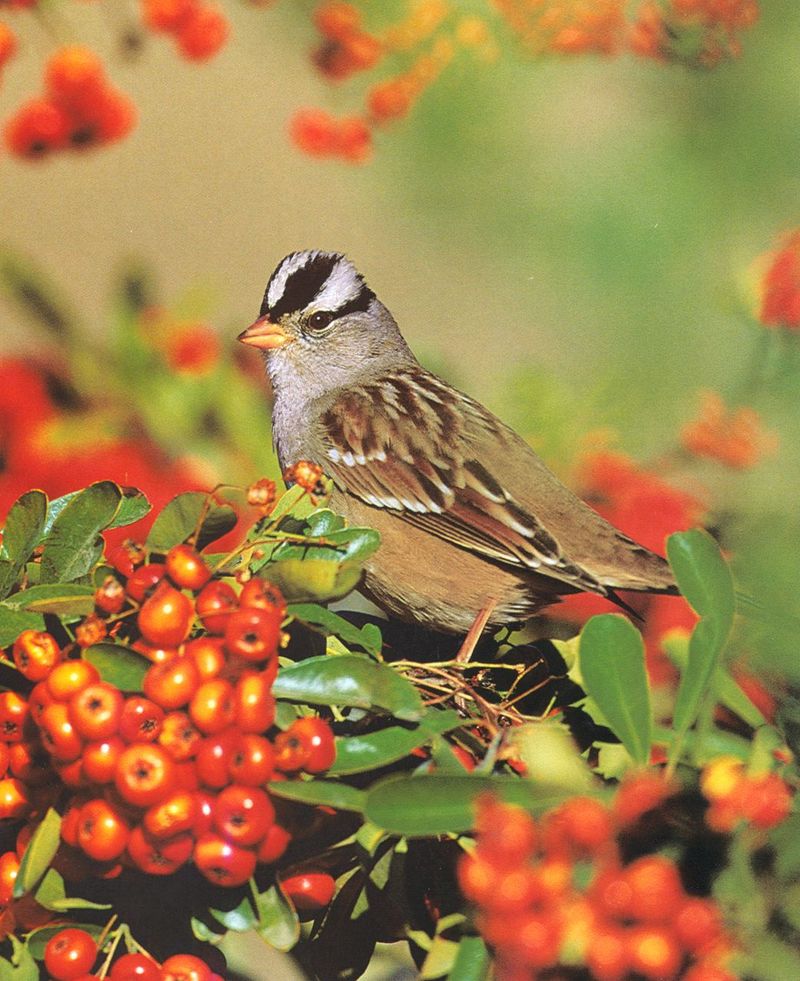 White-crowned sparrow2-by Joel Williams.jpg