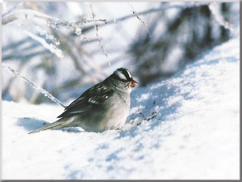 White-crowned Sparrow 09-On snow.JPG