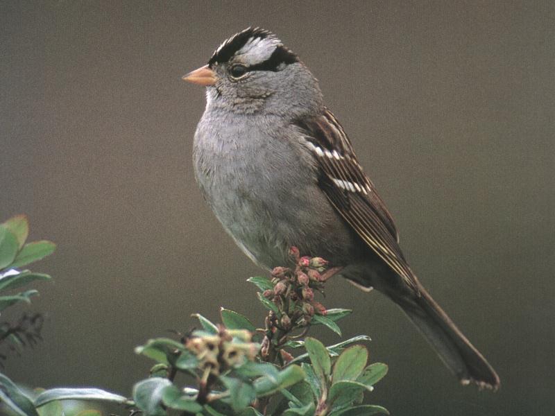 White-crowned Sparrow 0-Perching on bloomed tree top.jpg