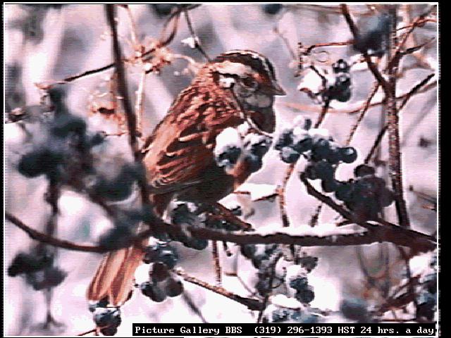 bird150-White-throated Sparrow-Perching on fruited snow tree.jpg