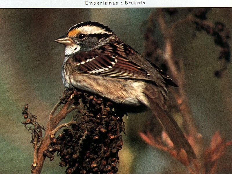 Ds-Oiseau 018-White-throated Sparrow.jpg