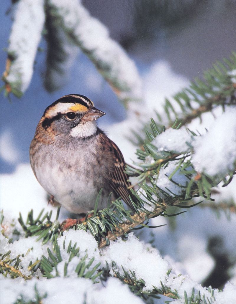 White-throated sparrow-by Joel Williams.jpg