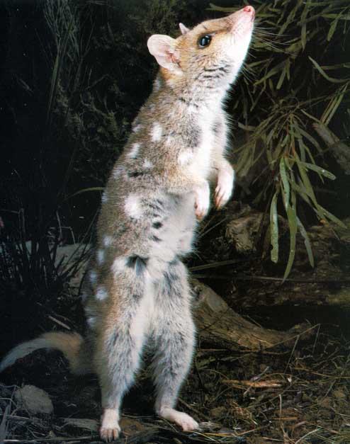 Awhat26-Quoll.jpg
