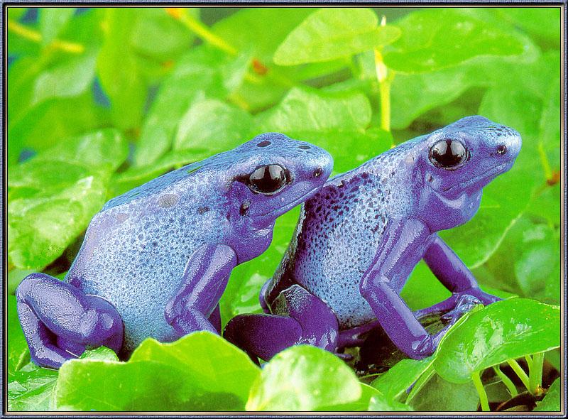 Blue Poison Frog 01-sj.jpg