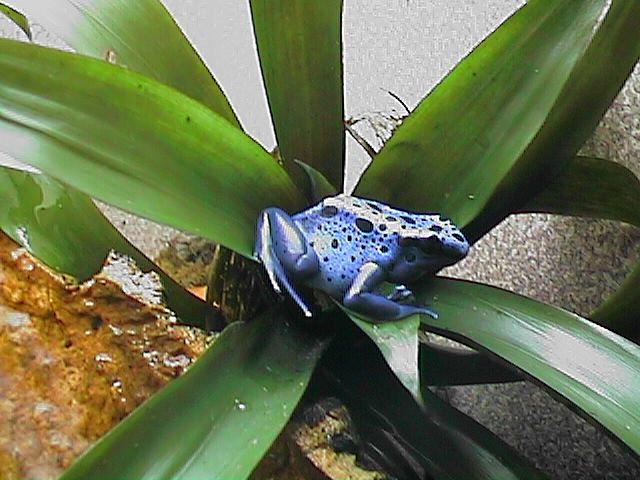 Dendrobates azureus02-Blue Poison Dart Frog.jpg