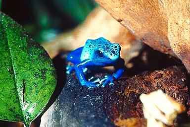 Frog3-Blue Poison Dart Frog.jpg