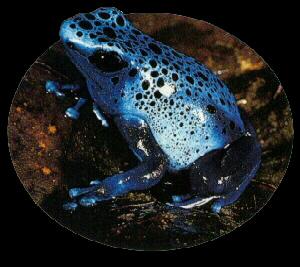 frog9909-Blue Poison Dart Frog.jpg