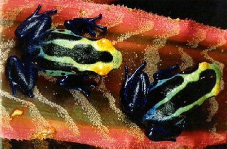 Blue Frog 3-Dyeing Poison Dart Frogs-pair on leaf.jpg