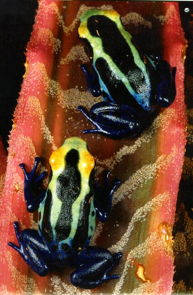 frog9928-Dyeing Poison Dart Frogs.jpg
