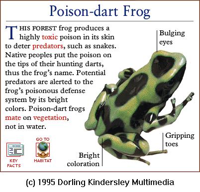 DKMMNature-Amphibian-Poison Dart Frog.gif