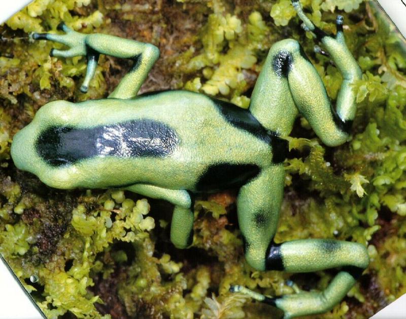 frog9917-Green-and-black Poison Dart Frog.jpg