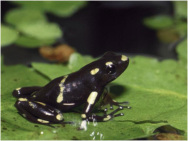 pfrog-Green-and-black Poison Dart Frog-sitting on leaf.jpg