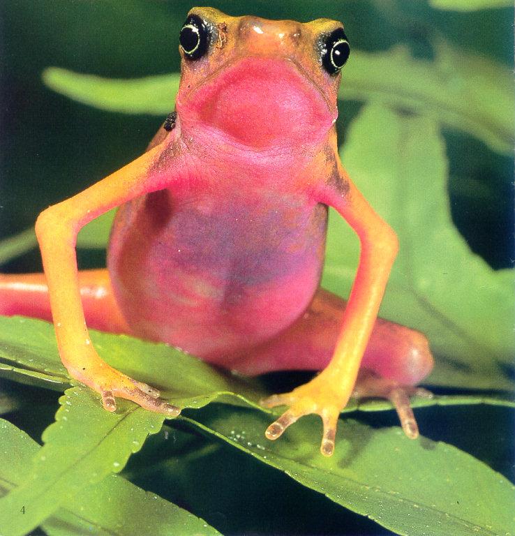 lj Poisonous Harlequin Frog.jpg